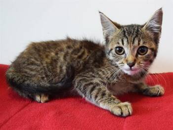 CALATHEA -  Domestic Short Hair Cat for Adoption in Sacramento, California - CALATHEA | PetCurious