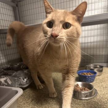 Domestic Short Hair Cats Available for Adoption - Tommy | PetCurious