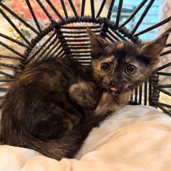 Carrie -  Domestic Short Hair Cat for Adoption in Lewisville, Texas - Carrie | PetCurious