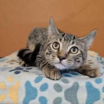 Lexington -  American Shorthair Cat for Adoption in Rochester, Minnesota - Lexington | PetCurious