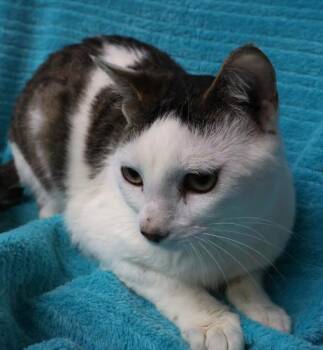 Domestic Short Hair Cats Available for Adoption in Thief River Falls, Minnesota - Eban | PetCurious