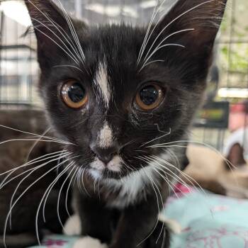 Remy -  Domestic Medium Hair Cat for Adoption in Eugene, Oregon - Remy | PetCurious