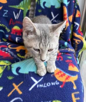 Buckley -  Domestic Short Hair Cat for Adoption in Warren, Pennsylvania - Buckley | PetCurious