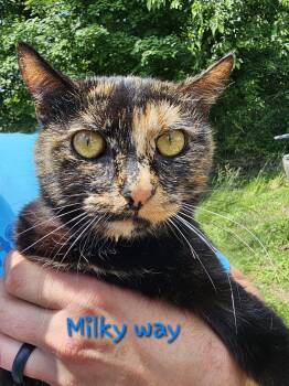 Rescue Tortoiseshell Cats for Adoption in Central City, Kentucky - Milky Way | PetCurious