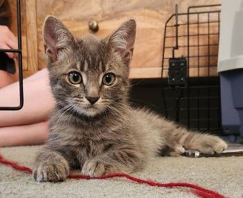 Rescue Tabby Cats for Adoption in San Jose, California - Francis (bonded W/ Jimmie) | PetCurious