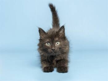 ORANGE COLLAR -  Domestic Short Hair Cat for Adoption in Phoenix, Arizona - ORANGE COLLAR | PetCurious