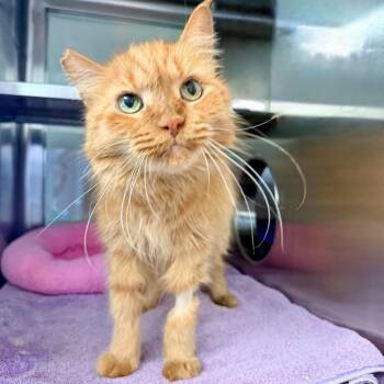 Domestic Long Hair Cats Available for Adoption - Pixie | PetCurious