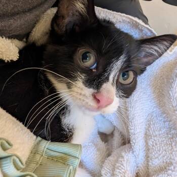 Wanda -  Domestic Short Hair Cat for Adoption in Pasadena, California - Wanda | PetCurious