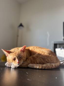 Rescue Tabby and Domestic Short Hair Cats for Adoption in Columbia, South Carolina - Carvo | PetCurious