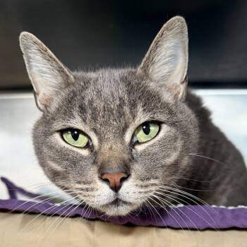Diesel -  Domestic Short Hair and Mixed Breed Cat for Adoption in Kennebunk, Maine - Diesel | PetCurious