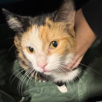 Porpentina -  Domestic Short Hair Cat for Adoption in York, Pennsylvania - Porpentina | PetCurious