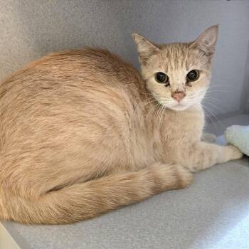 Domestic Short Hair Cats Available for Adoption in Pittsburgh, Pennsylvania - Gully | PetCurious
