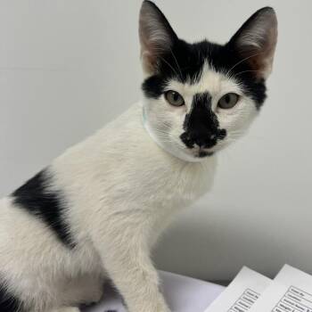 Neville -  Domestic Short Hair Cat for Adoption in Hattiesburg, Mississippi - Neville | PetCurious