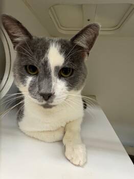 Barney (Mill Springs) -  Domestic Short Hair Cat for Adoption in Johnson City, Tennessee - Barney (Mill Springs) | PetCurious