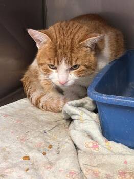 Domestic Short Hair Cats Available for Adoption - Potato | PetCurious