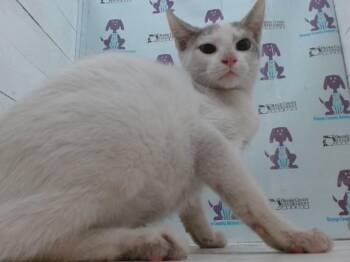 A605971 -  Domestic Short Hair Cat for Adoption in Orlando, Florida - A605971 | PetCurious