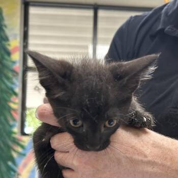 Delta -  American Shorthair Cat for Adoption in Lufkin, Texas - Delta | PetCurious