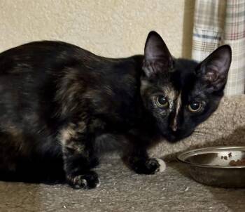 Indiana -  Tortoiseshell and Domestic Short Hair Cat for Adoption in Phoenix, Arizona - Indiana | PetCurious