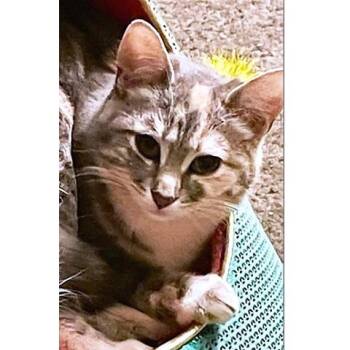 Dilute Tortoiseshell Cats Available for Adoption - Twirly Girl | PetCurious