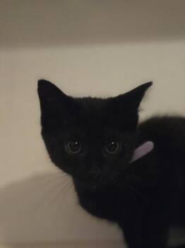 Domestic Short Hair Cats Available for Adoption in Liverpool, Texas - Galadriel | PetCurious