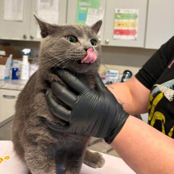 Domestic Short Hair Cats Available for Adoption - Czar | PetCurious