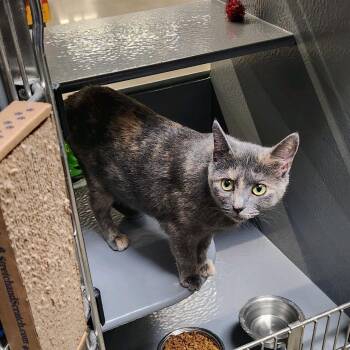 American Shorthair Cats Available for Adoption in Greenfield, Indiana - Mackie | PetCurious