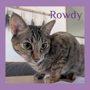 Rescue Tabby Cats for Adoption in Lawton, Oklahoma - ROWDY | PetCurious