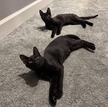 Domestic Short Hair Cats Available for Adoption - Thing 1 & Thing 2 | PetCurious