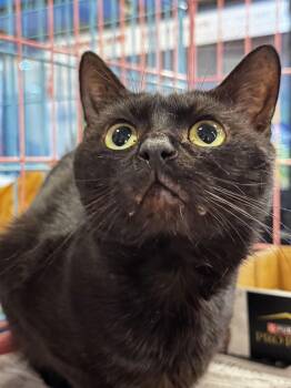 Domestic Short Hair Cats Available for Adoption - Scomp | PetCurious