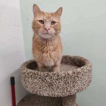 Chester -  Domestic Short Hair Cat for Adoption in Las Cruces, New Mexico - Chester | PetCurious