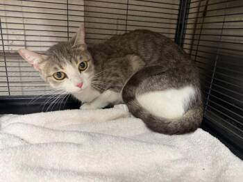 Robin -  Domestic Short Hair Cat for Adoption in Murray, Kentucky - Robin | PetCurious