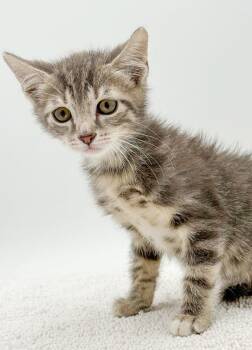 Lanzo our lover lover lover silvery poofy cutie -  Silver and Turkish Van Cat for Adoption in Bedford Hills, New York - Lanzo Our Lover Lover Lover Silvery Poofy Cutie | PetCurious