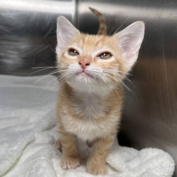 Bottle Rocket -  Domestic Short Hair Cat for Adoption in Palm Springs, California - Bottle Rocket | PetCurious