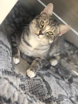 Frieza -  American Shorthair and Egyptian Mau Cat for Adoption in Lancaster, California - Frieza | PetCurious