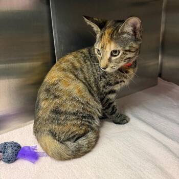 Evangeline -  Domestic Short Hair Cat for Adoption in Buffalo, New York - Evangeline | PetCurious