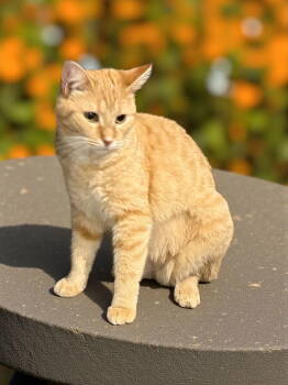 Rescue Tiger Cats for Adoption in Elizabethtown, Pennsylvania - Tiger Lily Or Lily For Short :) | PetCurious