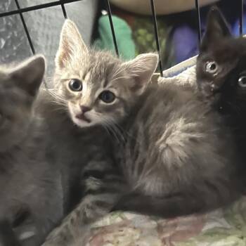 Leo -  Domestic Short Hair Cat for Adoption in Blairsville, Georgia - Leo | PetCurious