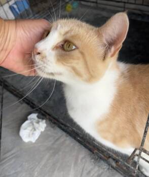 Hannah -  Domestic Short Hair Cat for Adoption in Hampton, Virginia - Hannah | PetCurious