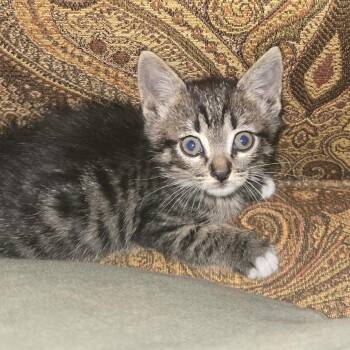 Popcorn Shrimp -  Domestic Short Hair Cat for Adoption in Chattanooga, Tennessee - Popcorn Shrimp | PetCurious