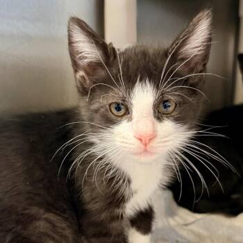 Domestic Short Hair Cats Available for Adoption in Palm Springs, California - Maki | PetCurious