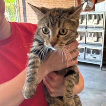 Juanita -  Domestic Short Hair Cat Available for Adoption in Birmingham, Alabama - Juanita | PetCurious