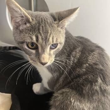 Pine -  Domestic Short Hair Cat for Adoption in Madisonville, Tennessee - Pine | PetCurious
