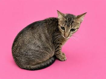 DIANA -  Domestic Short Hair Cat for Adoption in Doral, Florida - DIANA | PetCurious