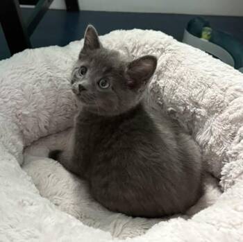 Domestic Short Hair Cats Available for Adoption in Sainte-martine, Quebec - Grizzly | PetCurious
