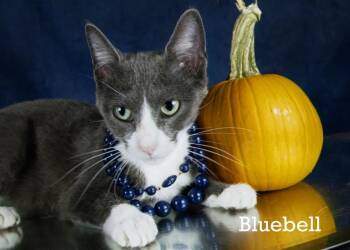 Rescue Domestic Short Hair Cats for Adoption in York, Nebraska - Bluebell | PetCurious