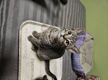 Rescue Domestic Short Hair Cats for Adoption in Owatonna, Minnesota - Milo | PetCurious