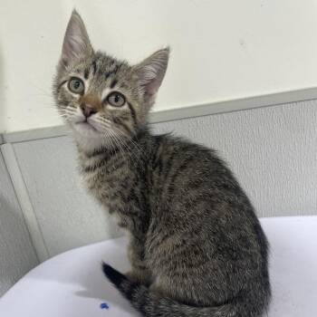 Domestic Short Hair Cats Available for Adoption - Robb | PetCurious