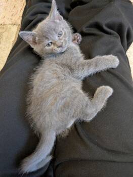 Mia (Cookie) -  Domestic Short Hair Cat Available for Adoption in Salisbury, North Carolina - Mia (Cookie) | PetCurious