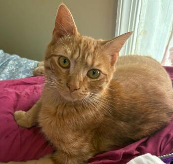 Domestic Short Hair Cats Available for Adoption in Richmond, Virginia - Rascal | PetCurious