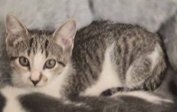 Boudain -  Domestic Short Hair Cat for Adoption in Magnolia, Texas - Boudain | PetCurious